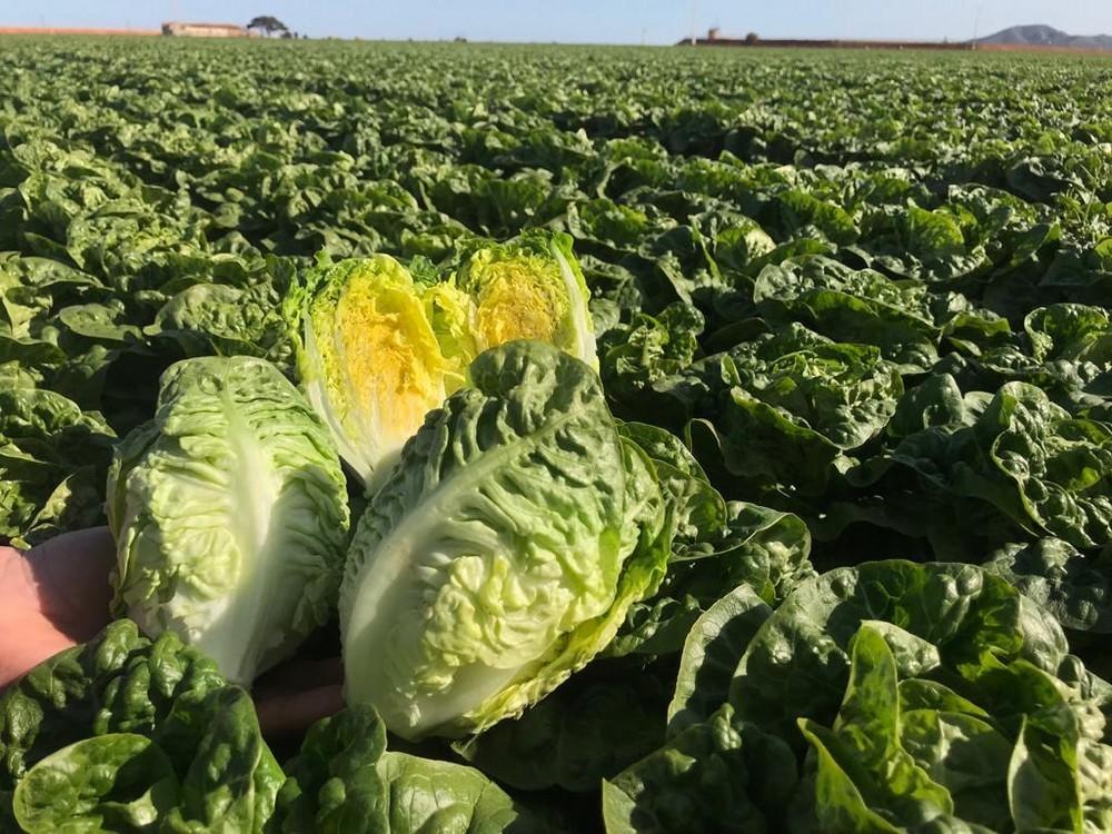 Ramiro Arnedo ofrece su amplio catálogo de lechugas romana, Little gem e iceberg