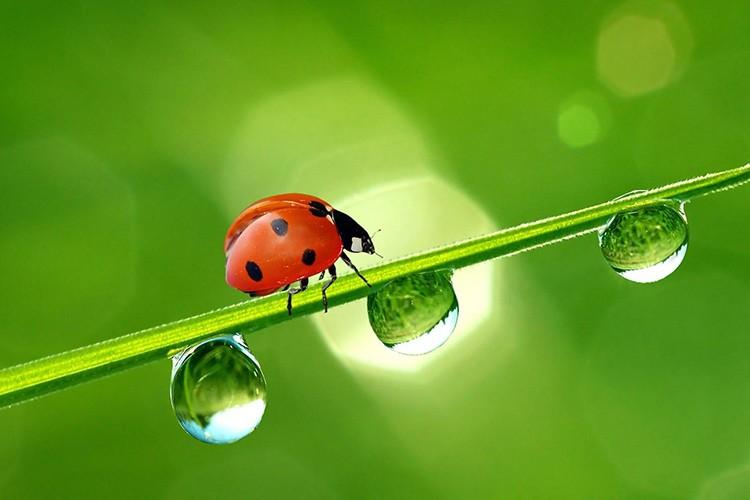 Fertinagro Biotech se adhiere a la IBMA para  avanzar en su nueva rama de negocio de biocontrol