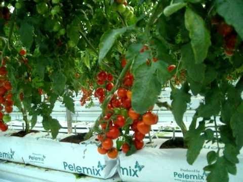 Sistema de gestión agrícola: Producción y Costes, Minerva