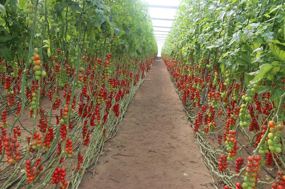 ASAJA valora la mejora de los incentivos para seguros agrarios de la Junta