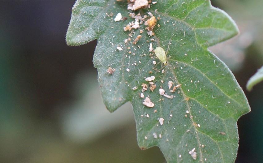 Agrobío hace crecer su catálogo de soluciones naturales para el control de plagas
