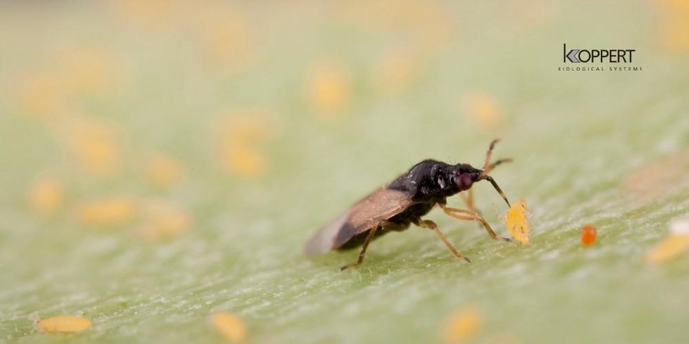  Koppert recomienda humedecer el invernadero para que el calor extremo no perjudique a los insectos beneficiosos