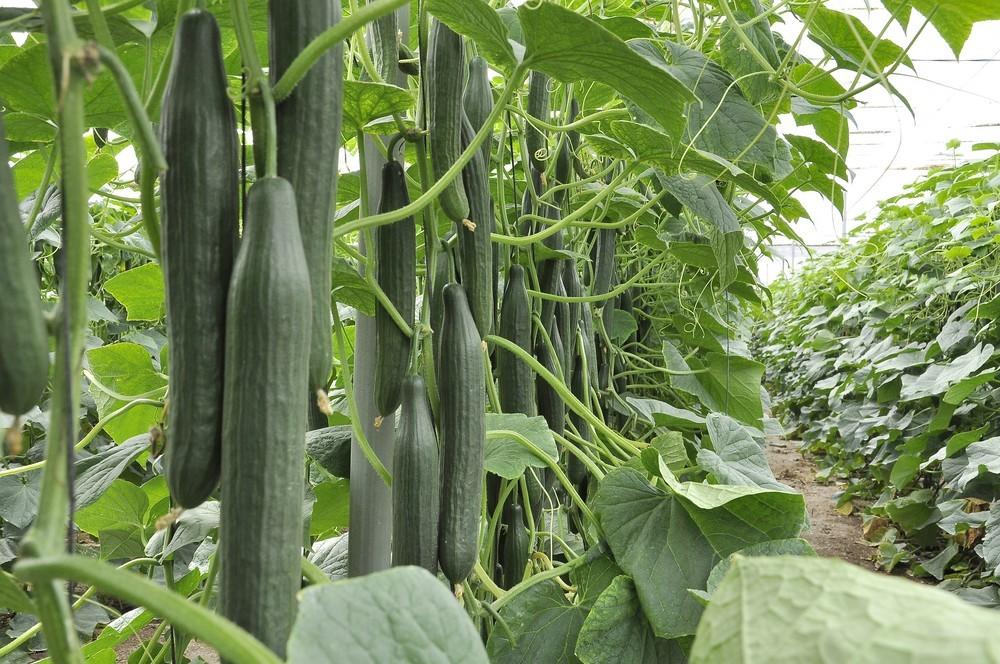 Invictus, la garantía en  pepino temprano de Seminis