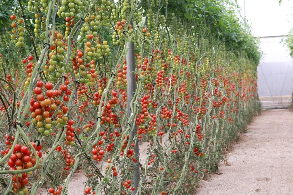 Cherruty, el cherry redondo de Meridiem Seeds muy productivo, consistente y con calidad y sabor