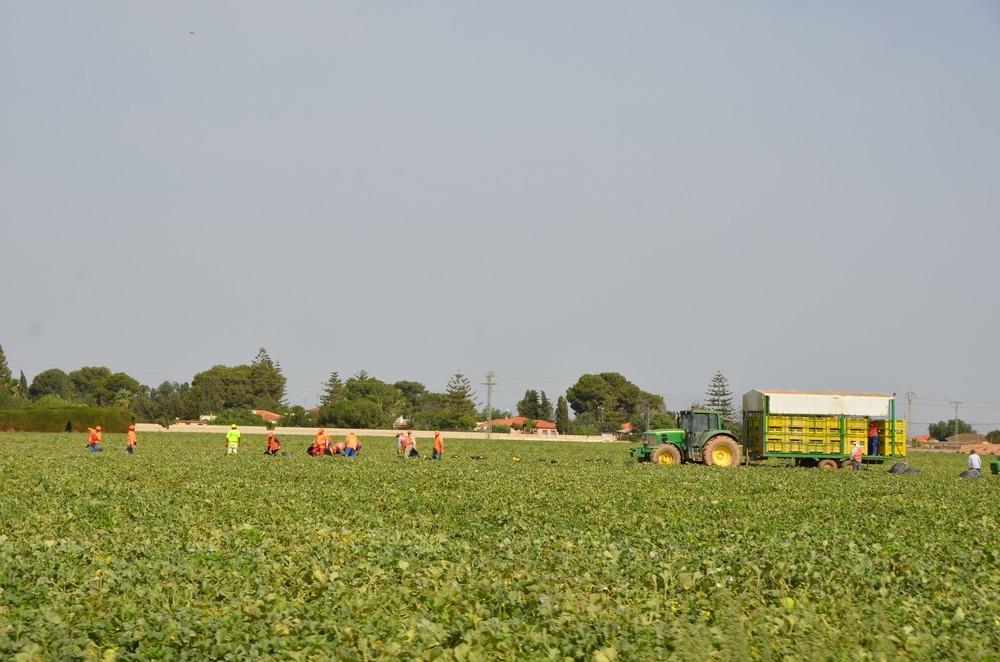 La transformación digital, una oportunidad para el sector hortofrutícola murciano