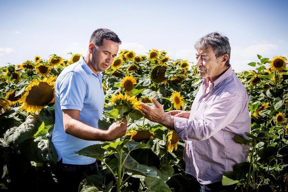 BASF entra en el mercado de las semillas de girasol