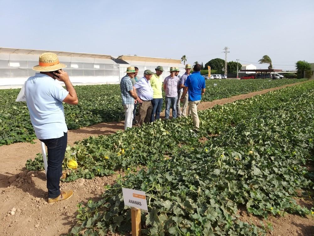 Nunhems® presenta un nuevo piel de sapo con resistencia intermedia a Nueva Delhi y trabaja para ampliar su línea Galkia