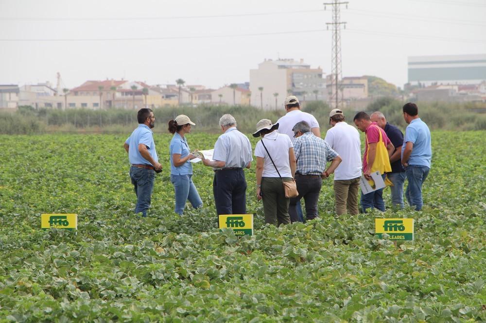Fitó muestra sus soluciones para completar el ciclo de producción en todos los segmentos de melón
