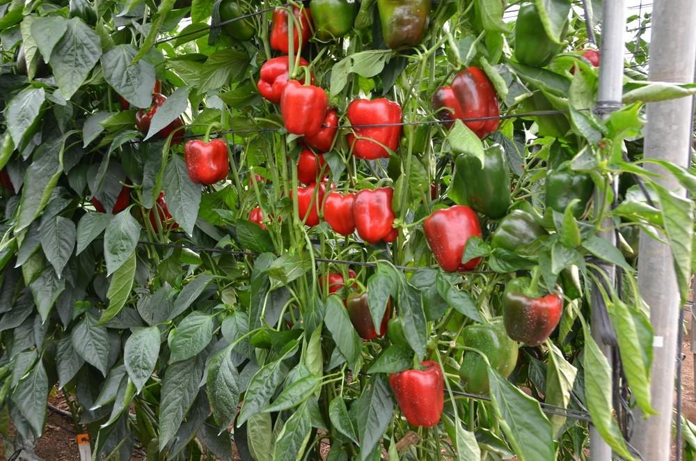 ASAJA insiste en la necesaria planificación y prevención de crisis para la próxima cosecha hortícola