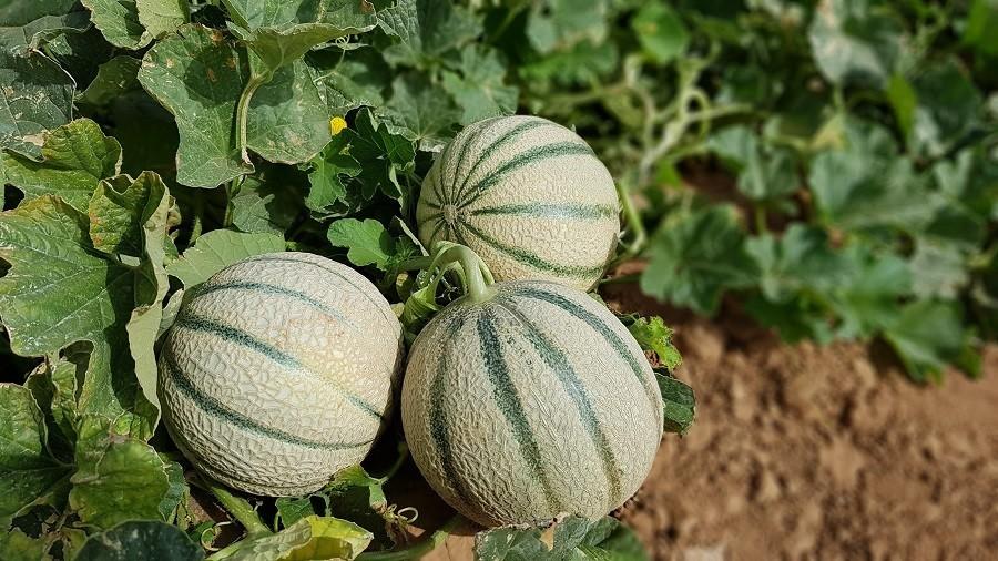 HM.CLAUSE suma novedades a su catálogo de piel de sapo, amarillo y charentais