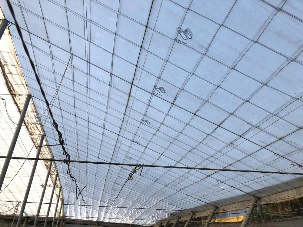 Politiv incrementa la entrada de luz en invernadero con su nueva gama de plásticos que mejoran el rendimiento del cultivo