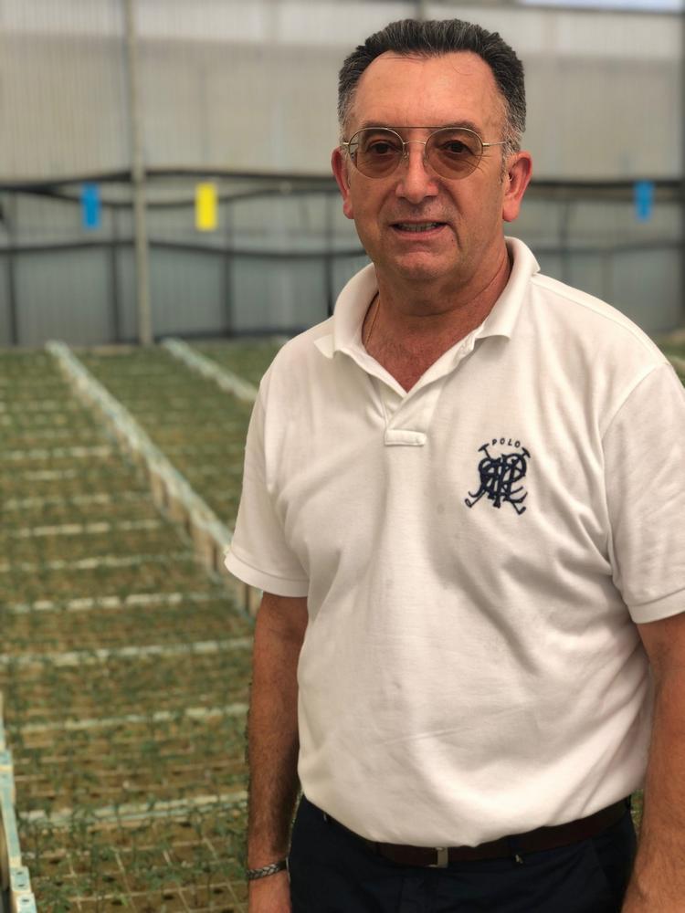 Semilleros Laimund gestionará más de 40 millones de plantas la próxima campaña