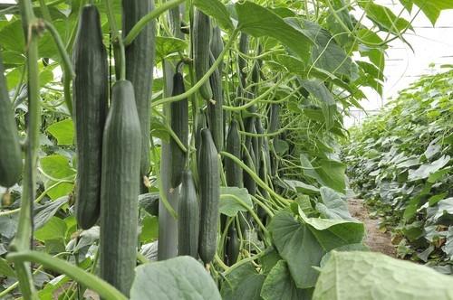 Elige la mejor opción para producción y calidad de principio a fin con Seminis