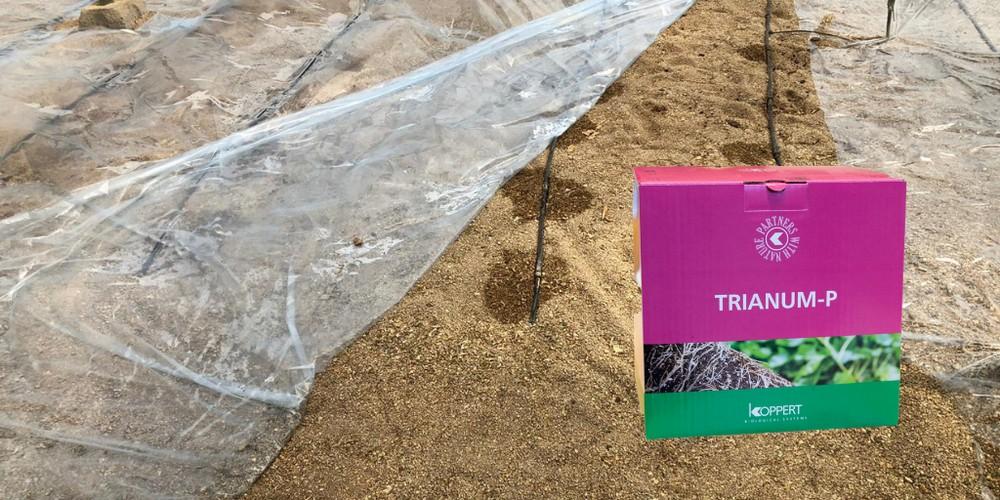 Después de la desinfección, Trianum aporta microorganismos beneficiosos al suelo