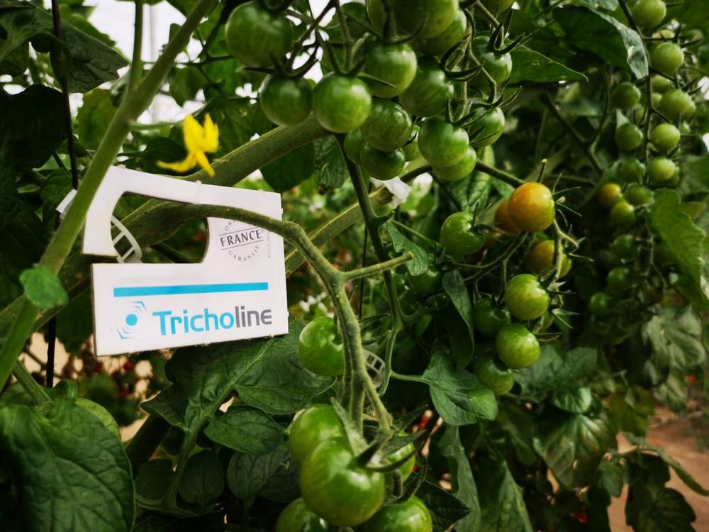 Bioline, líder en producción de Trichogramma: principal herramienta contra la Tuta absoluta