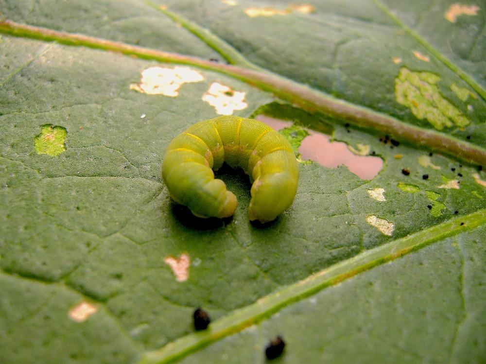 Koppert refuerza con nematodos beneficiosos el control biológico de Spodoptera exigua y Tuta absoluta
