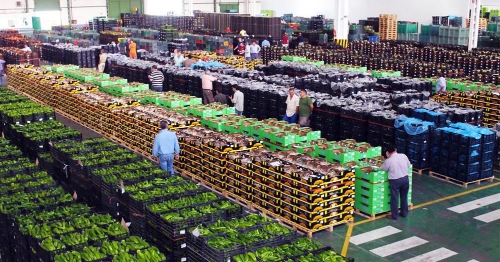 Aburrido emprender Subir y bajar Grupo Agroponiente reiniciará el 2 de septiembre el desarrollo normal de  las subastas en Campohermoso y Guardias Viejas - Noticias - fhalmería