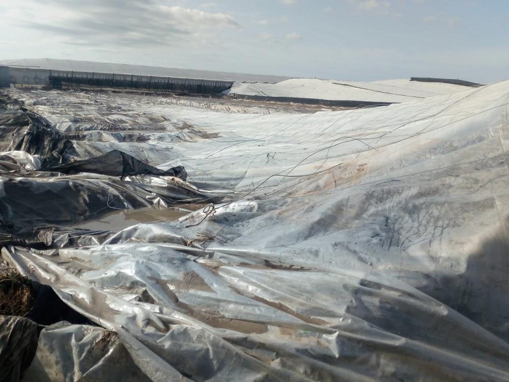 ASAJA cifra en más de 300.000 hectáreas de cultivos dañadas por el temporal en todo el país