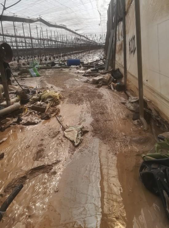 El temporal deja pérdidas millonarias en la agricultura