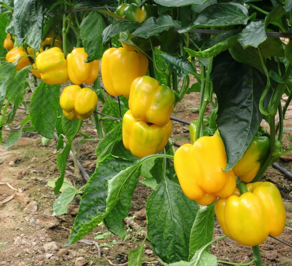 Coronado, una garantía de calidad  en pimiento California amarillo