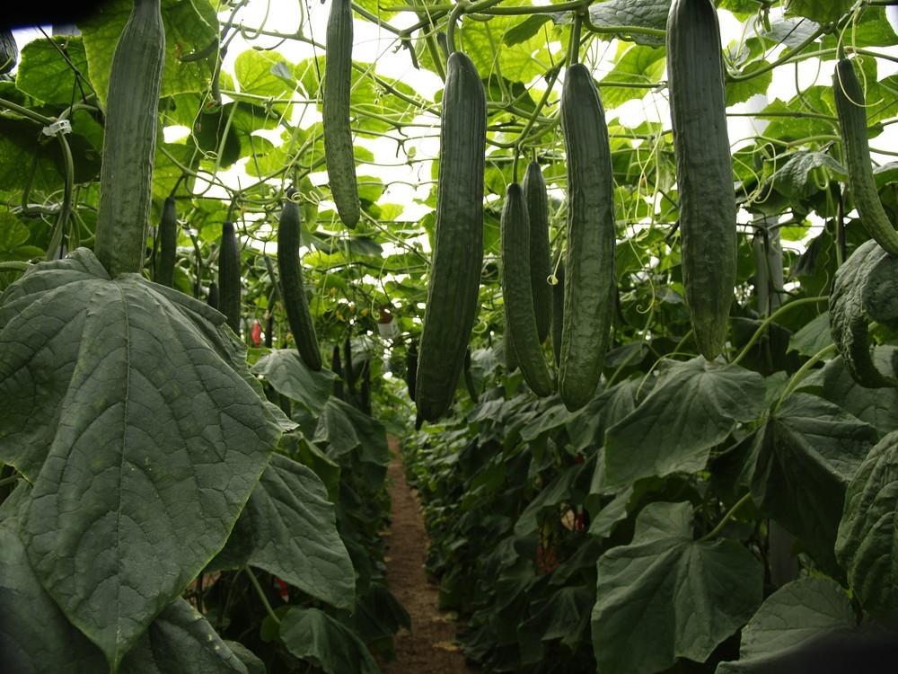 Semana negra para los precios en los tres tipos mayoritarios de pepino