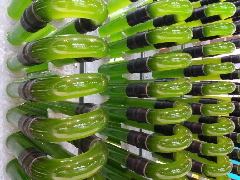 AlgaEnergy participa en el III Congreso sobre Fertilización de ACEFER