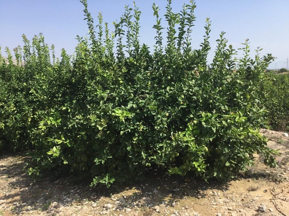 Nuevo registro de EDYPRO para fertilizante orgánico en cultivo ecológico