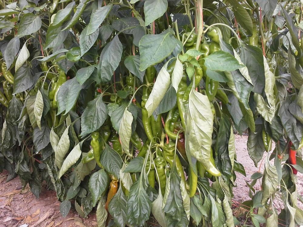 El pimiento italiano y Palermo son los más beneficiados esta semana en las pizarras almerienses