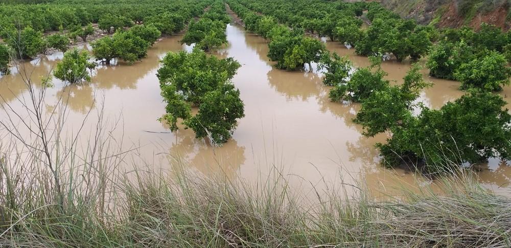 Ecoculture consigue recuperar con rapidez raíces y plantas en cultivos afectados por la reciente dana