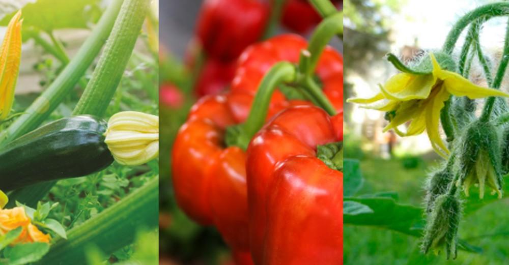 La estrategia verde de LIDA es la vía para hacer frente al estrés en los cultivos