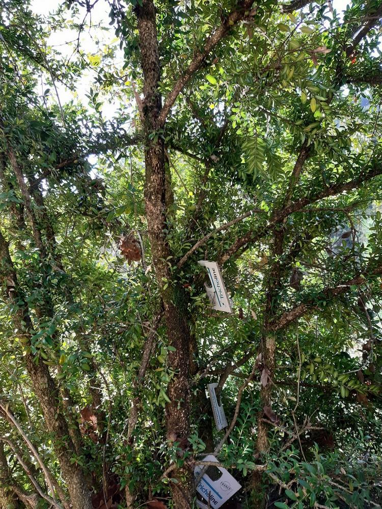 BIOLINE Iberia trabaja el control biológico de los bosques de boj de Cataluña