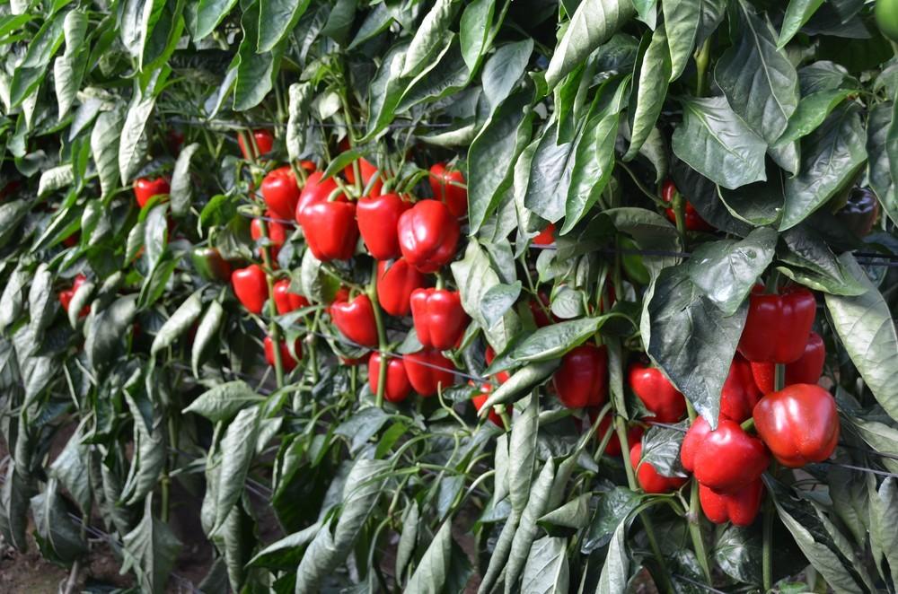 Destruyen una partida de pimiento de Turquía por multiplicar por seis el límite máximo de residuos en fenvalerato