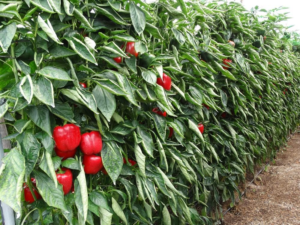 La sostenibilidad de los cultivos hortícolas, a debate en Fruit Attraction