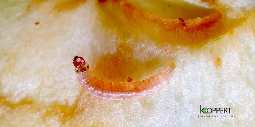  Capirel, el insecticida biológico que reduce hasta un 80% los daños causados por Carpocapsa en frutales