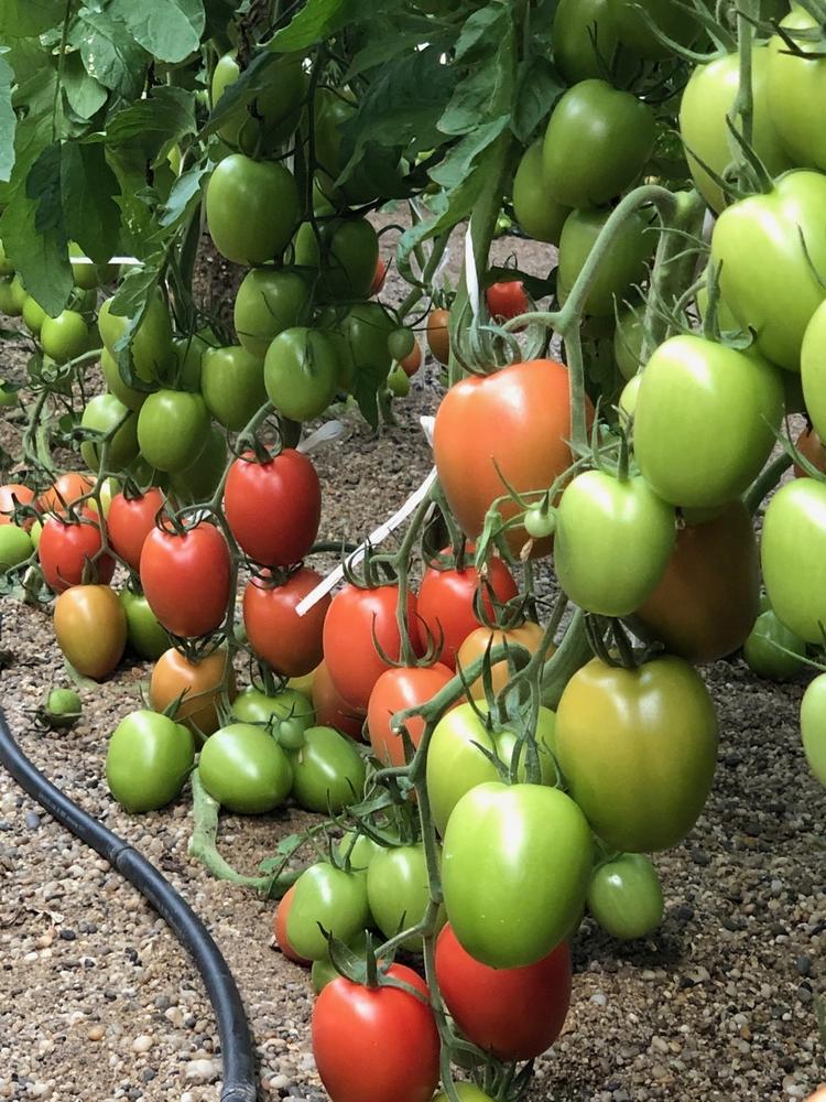 ISI Sementi presenta en Fruit Attraction el tomate pera Salathor F1 y el cherry redondo Milly F1