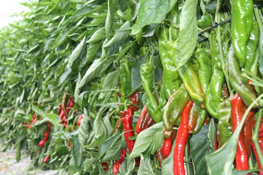 El sector ecológico se consolida en España, según los datos de 2018 del Ministerio de Agricultura, Pesca y Alimentación