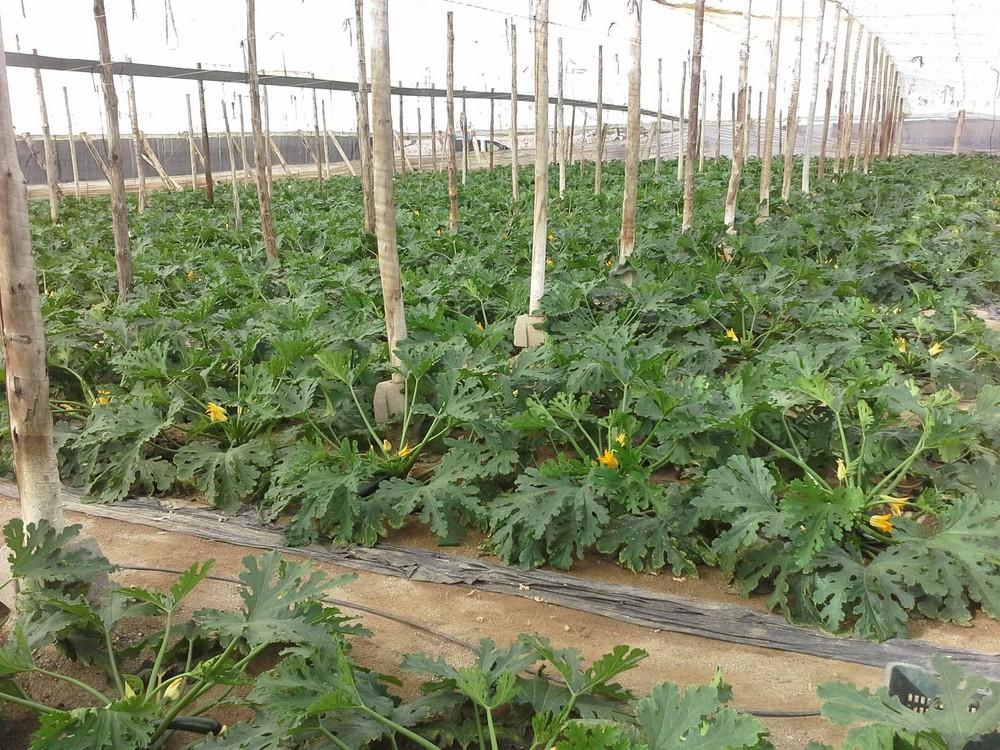 Fertinagro Biotech logra incrementar la fertilidad de los suelos a través de una nueva estrategia nutricional