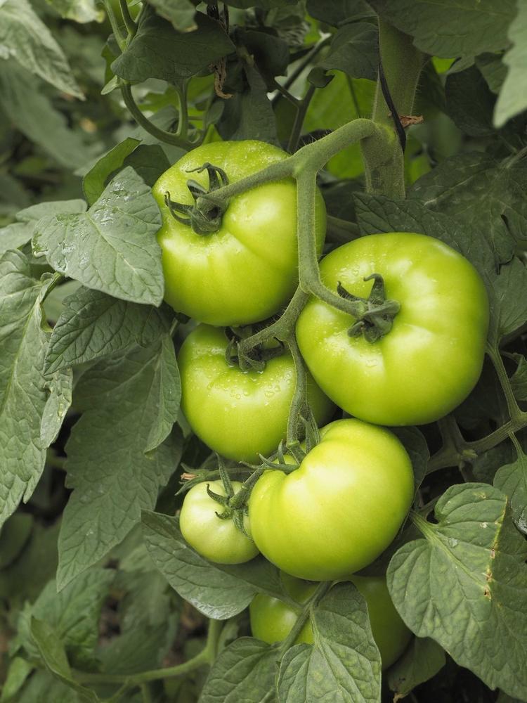 Eurochem Agro Iberia amplía  su gama de productos solubles