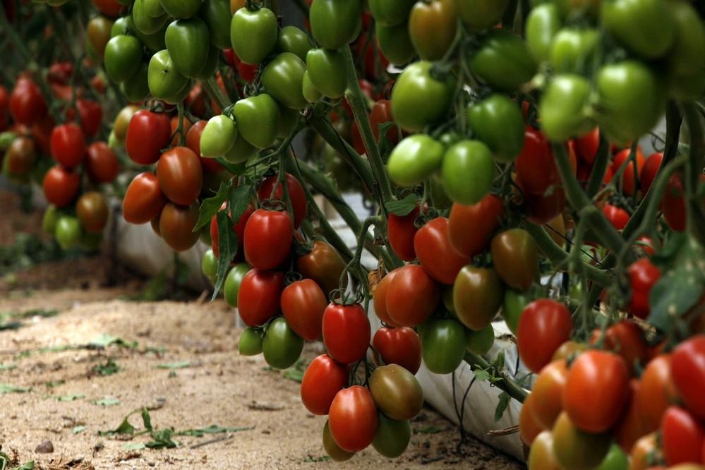 Semillas Fitó entra con fuerza en el segmento del Cherry con Solemio, Mulan y Ferdinand, tres variedades con sabor