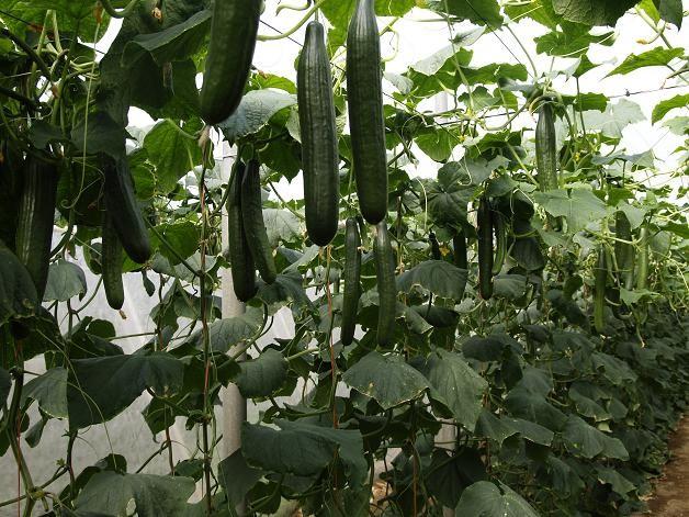 El precio del pepino se desploma y la berenjena sigue cotizando por debajo de los costes de producción