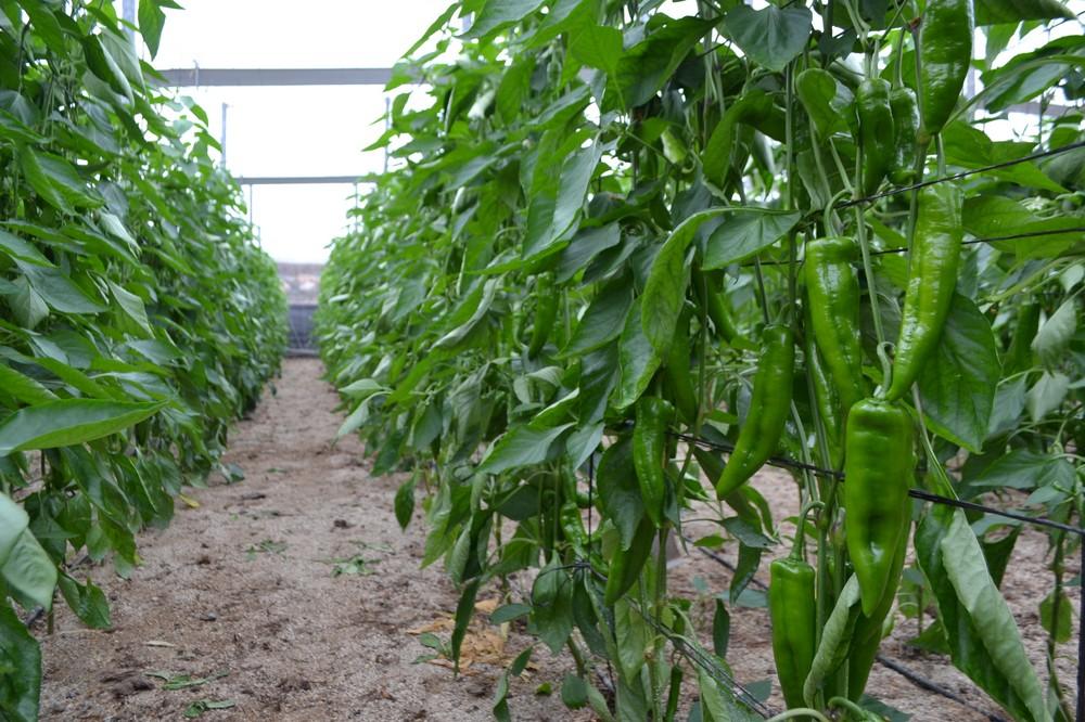 Grupo Agroponiente hace un balance positivo de la campaña de producción estival en sus centros de la sierra