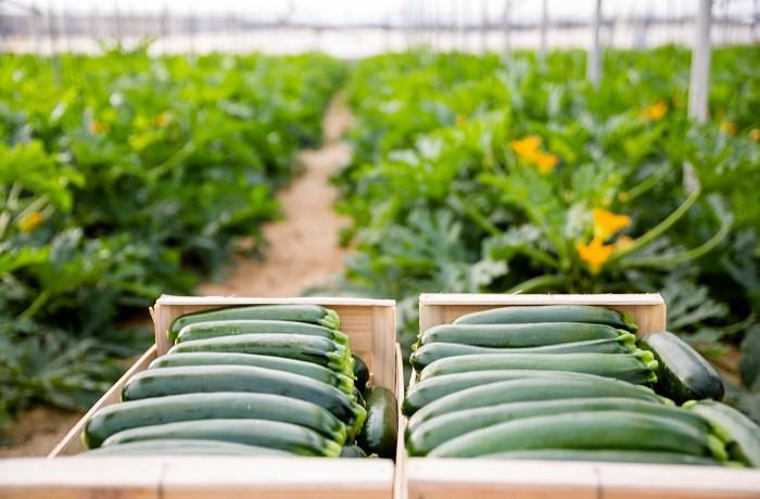 Pepino y calabacín duplican su cotización en la última semana