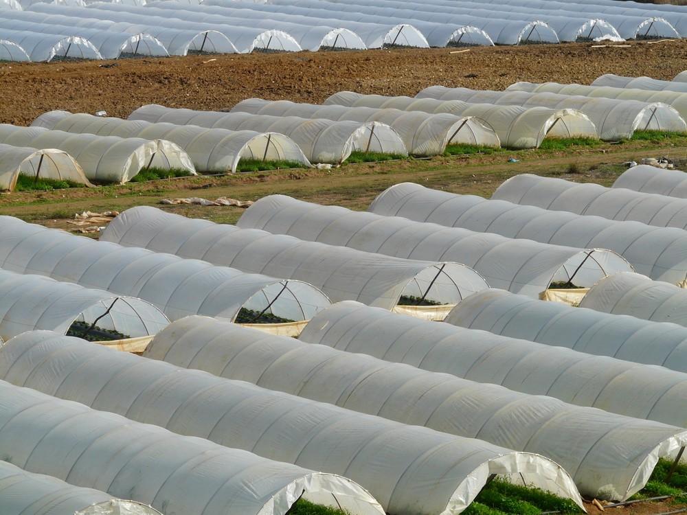El esfuerzo investigador de SQM convierte a la empresa en marca puntera para la nutrición vegetal