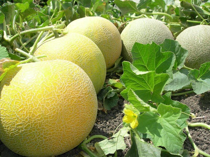 Venus RZ, el galia con sabor y calidad máxima de comercialización