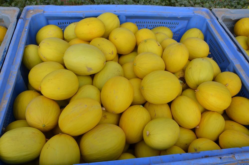 Don García F1, el amarillo para plantaciones tempranas de Ramiro Arnedo