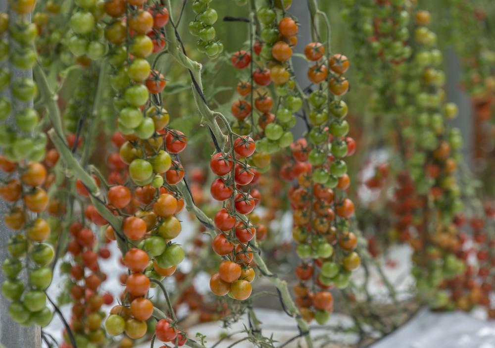 Biosol Portocarrero, dilatada experiencia en ecológico reforzada por la profesionalidad y familiaridad de sus diversos departamentos