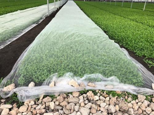 Protección de cultivos orgánicos, las mallas de Arrigoni pasan las pruebas en Baby Leaf