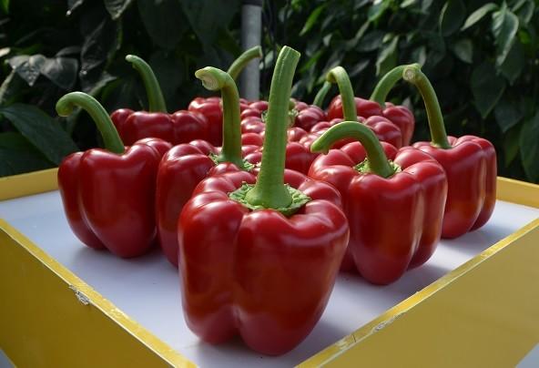 HM.CLAUSE muestra en Berja sus últimas novedades en pimiento
