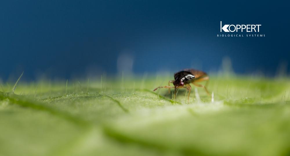 Koppert recomienda combinar Orius y Cucumeris en pimiento para frenar la plaga de Trips durante el invierno