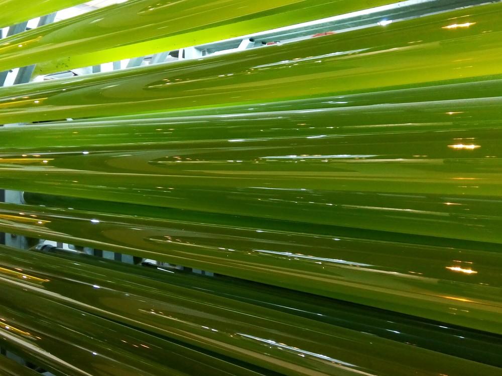 AlgaEnergy y las microalgas participan activamente en la COP25
